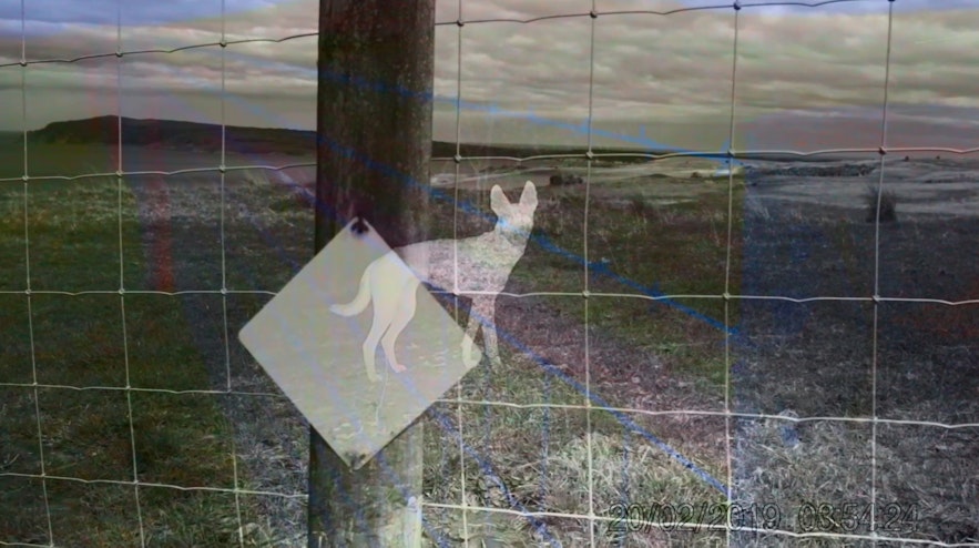 A desaturated image of a wire fence. On the wooden post of the fence is a silhouette of a dingo.