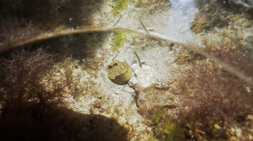 A circular metal object with the word ‘Shell’ embossed in it lying on the ocean floor.